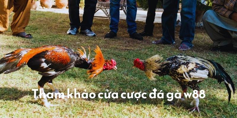 Cửa cược bạn có thể tham dự tại chuyên mục nhà cái