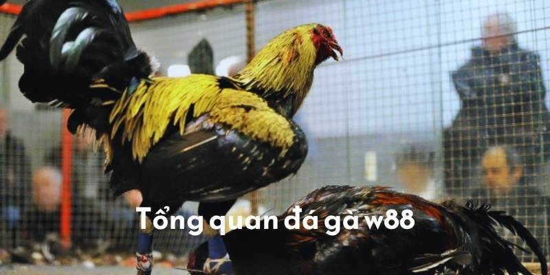 Tổng quan cơ bản về sảnh chơi đá gà W88