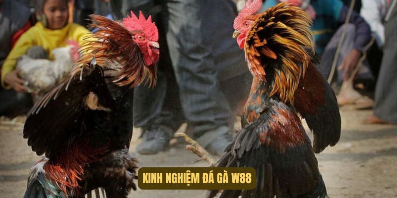 Kinh nghiệm đá gà tại sảnh chơi W88